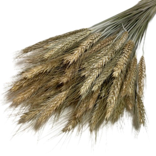 Pszenżyto suszone – naturalne bukiet A03 (1).jpg