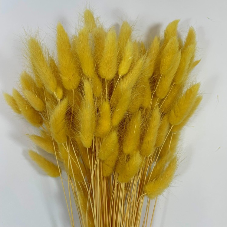 Dmuszek Jajowaty (Lagurus) – Waniliowy  (3).jpg