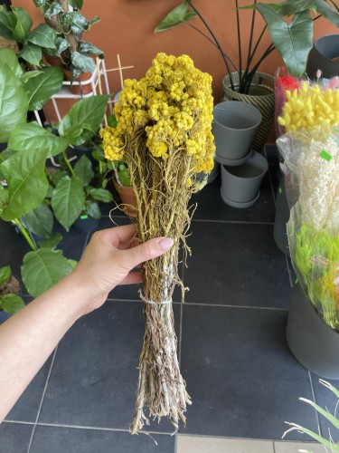 Anafalis Suszony (Anaphalis) - Żółty  (2).jpg
