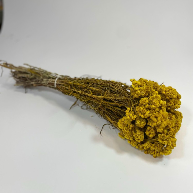 Anafalis Suszony (Anaphalis) - Żółty  (8).jpg