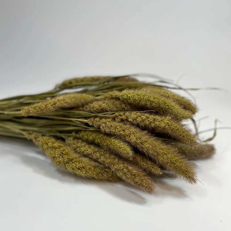 Proso - Włośnica Setaria (Setarea) - Naturalne (2).jpg