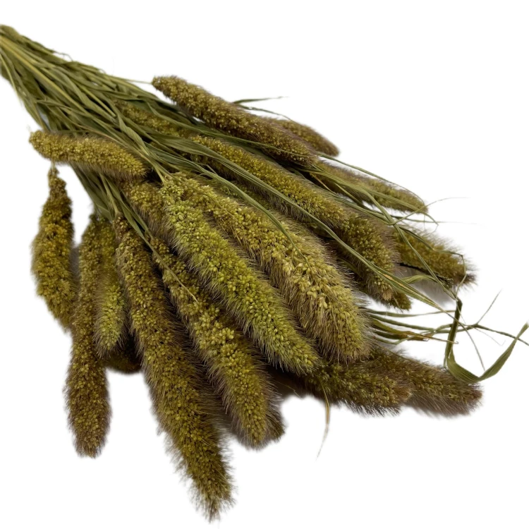 Proso - Włośnica Setaria (Setarea) - Naturalne (3).jpg