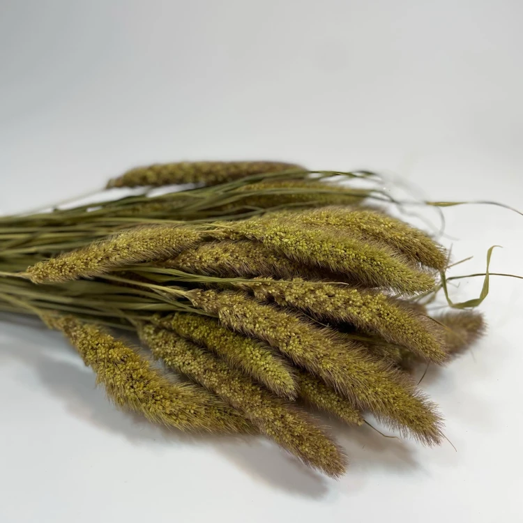 Proso - Włośnica Setaria (Setarea) - Naturalne (1).jpg