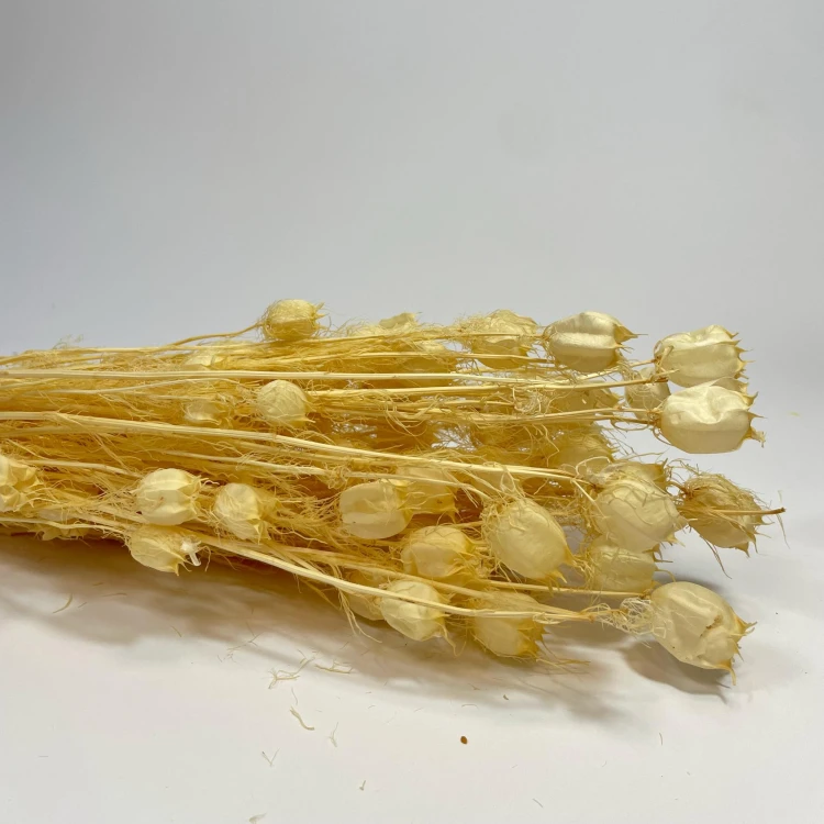 Czarnuszka Suszona (Nigella Damascena) - Bielona (4).jpg