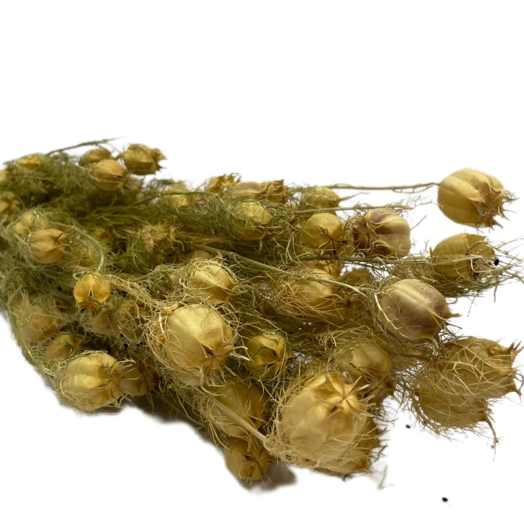 Czarnuszka Suszona (Nigella Damascena) - Naturalna (2).jpg