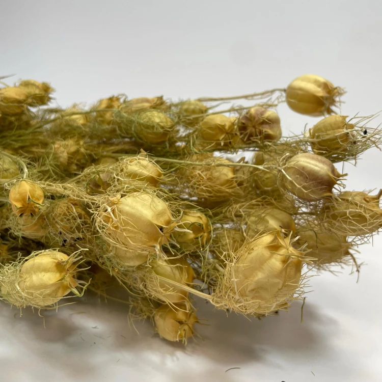 Czarnuszka Suszona (Nigella Damascena) - Naturalna (5).jpg
