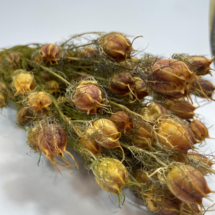 Czarnuszka Suszona (Nigella Damascena) - Czerwona A (1).jpg