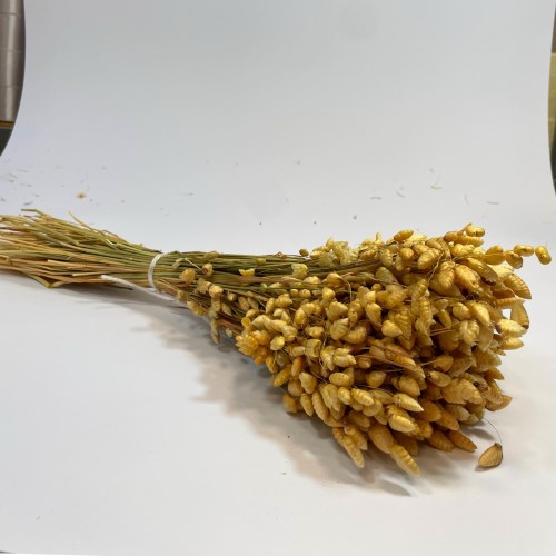 Drżączka Suszona (Briza Maxima) - Naturalna A40 bukiet (2).jpg