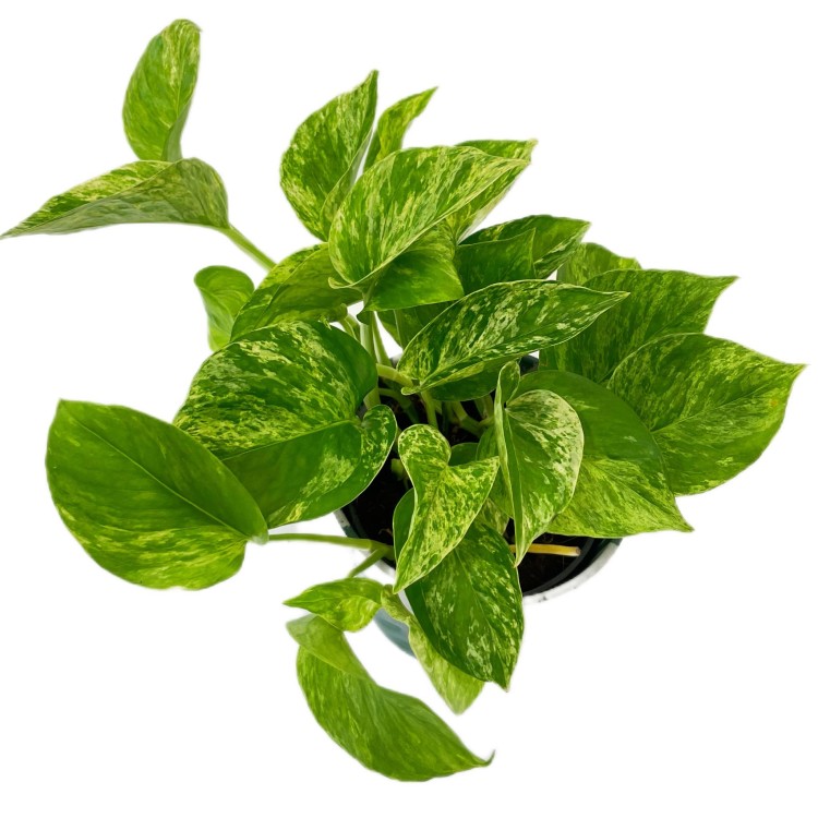 Marble Queen (1).jpg