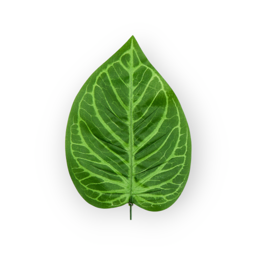 S682-01-02-scaled-1(1).png