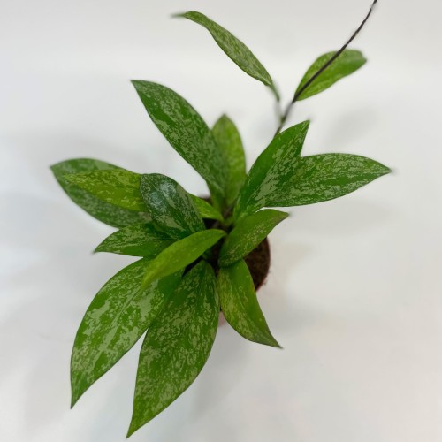hoya silver spot  (2).jpg