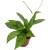hoya silver spot  (3).jpg