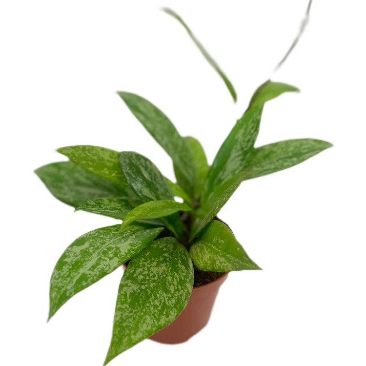 hoya silver spot  (1).jpg