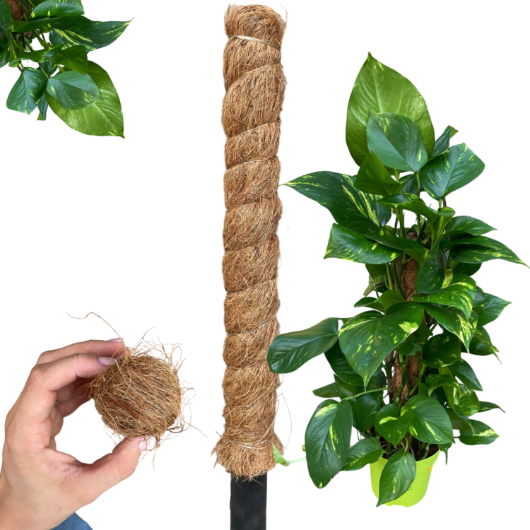 Projekt bez nazwy (22).png