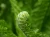 fern-green-plant-spring-56852.webp
