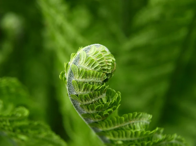 fern-green-plant-spring-56852.webp