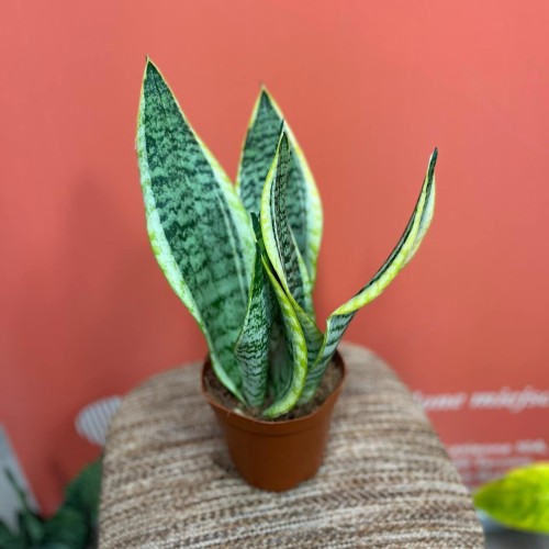 sansevieria  wężownica (3).jpg