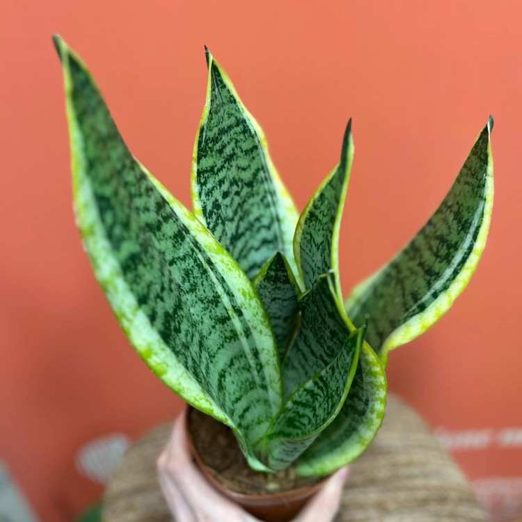 sansevieria  wężownica (1).jpg