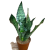 Sansevieria zeylanica sansewieria (1).png