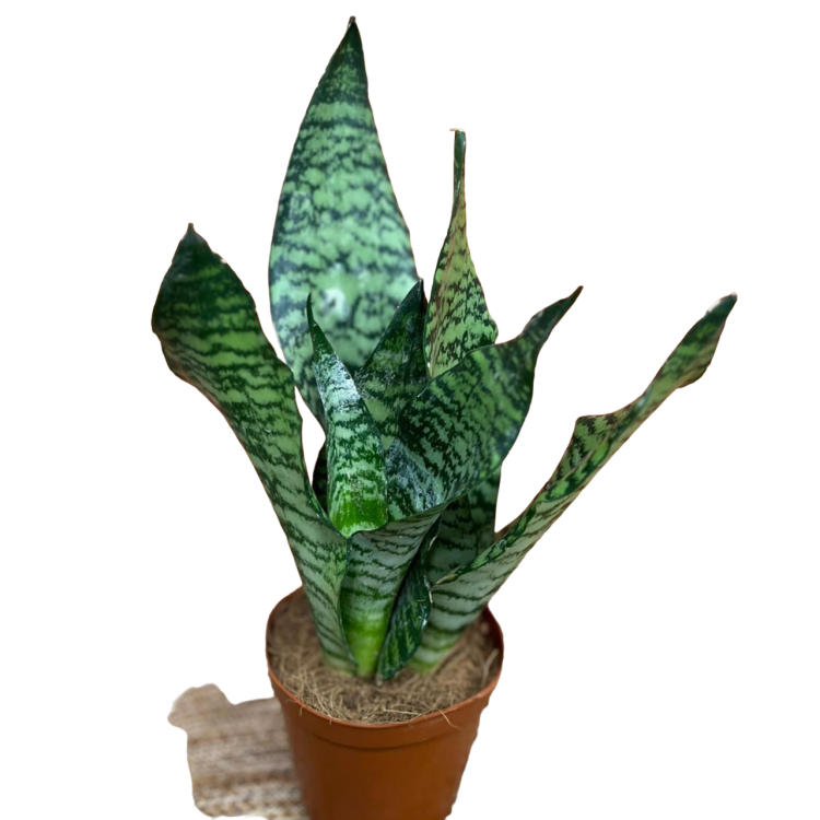 Sansevieria zeylanica sansewieria (1).png