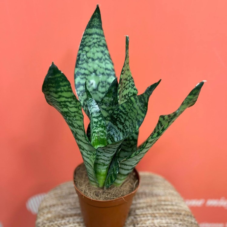 Sansevieria zeylanica sansewieria (2).jpg