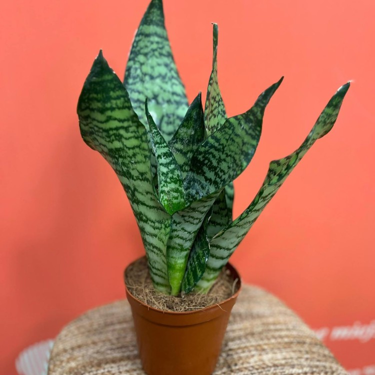 Sansevieria zeylanica sansewieria (1).jpg