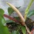 filodendron philodendron squamiferum (6).jpg