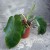 filodendron philodendron squamiferum (7).jpg