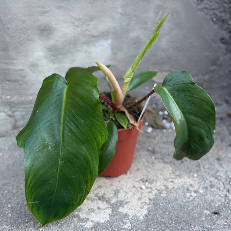 filodendron philodendron squamiferum (7).jpg