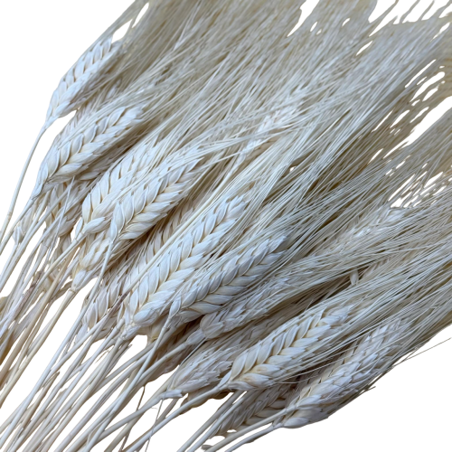 Pszenica Wąsata (Grano Baffo) Suszona - Wybielana (1).png