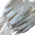 Pszenica Wąsata (Grano Baffo) Suszona - Wybielana (1).png