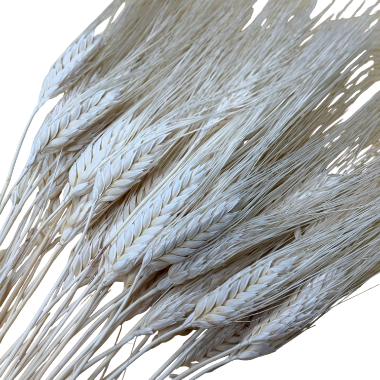 Pszenica Wąsata (Grano Baffo) Suszona - Wybielana (1).png