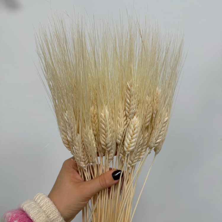 Pszenica Wąsata (Grano Baffo) Suszona - Wybielana (5).jpg
