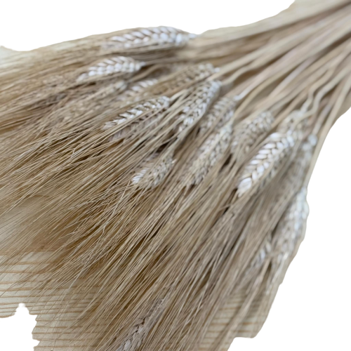 Pszenica Wąsata (Grano Baffo) Suszona - Naturalna (1).png