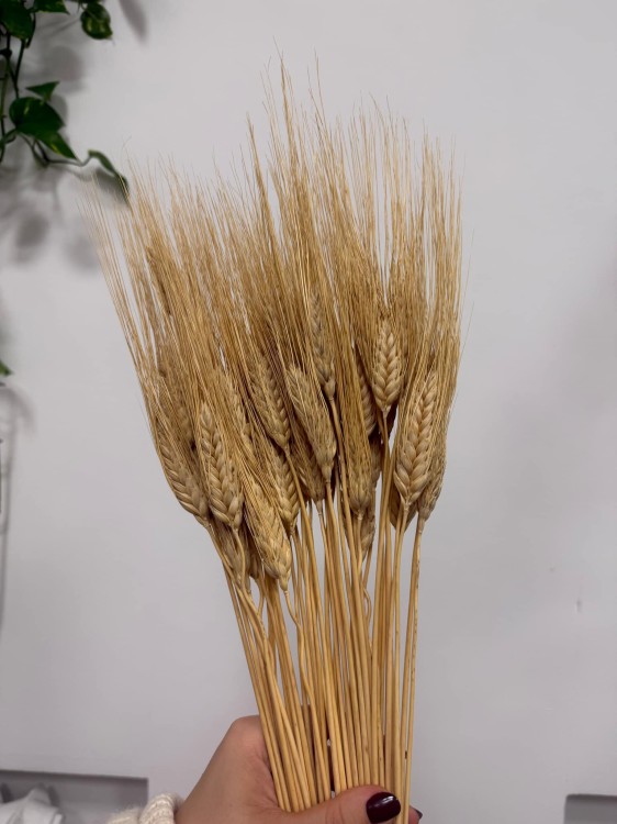 Pszenica Wąsata (Grano Baffo) Suszona - Naturalna (3).jpg
