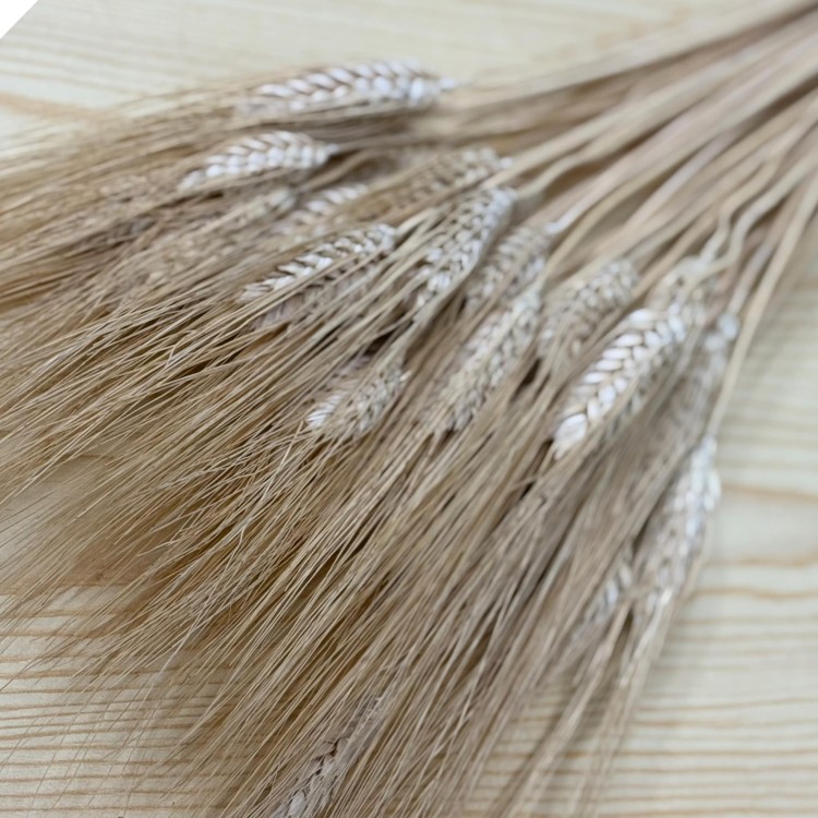 Pszenica Wąsata (Grano Baffo) Suszona - Naturalna (4).jpg