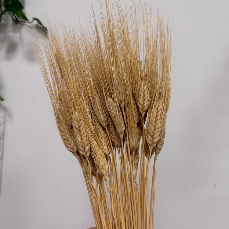 Pszenica Wąsata (Grano Baffo) Suszona - Naturalna (6).jpg