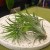 Tillandsia ionantha (2).jpg