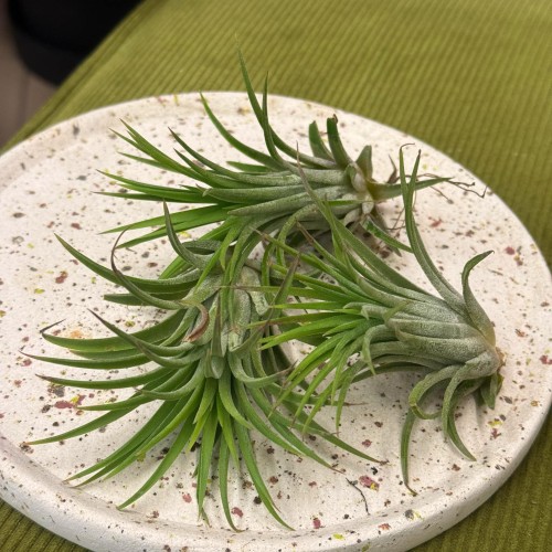 Tillandsia ionantha (3).jpg