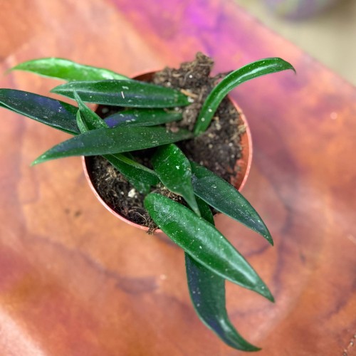 Hoya Minibelle hoja DØ10,5 cm   (2).jpg