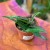Hoya Minibelle hoja DØ10,5 cm   (3).jpg