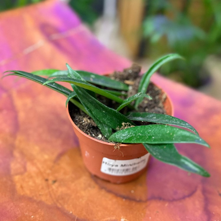Hoya Minibelle hoja DØ10,5 cm   (3).jpg