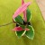 Hoja hoya flamingo dream (2).jpg