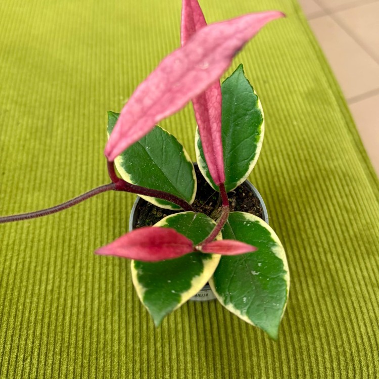 Hoja hoya flamingo dream (2).jpg