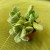 Cotyledon ladysmithiensis łapki niedźwiedzia (2).jpg