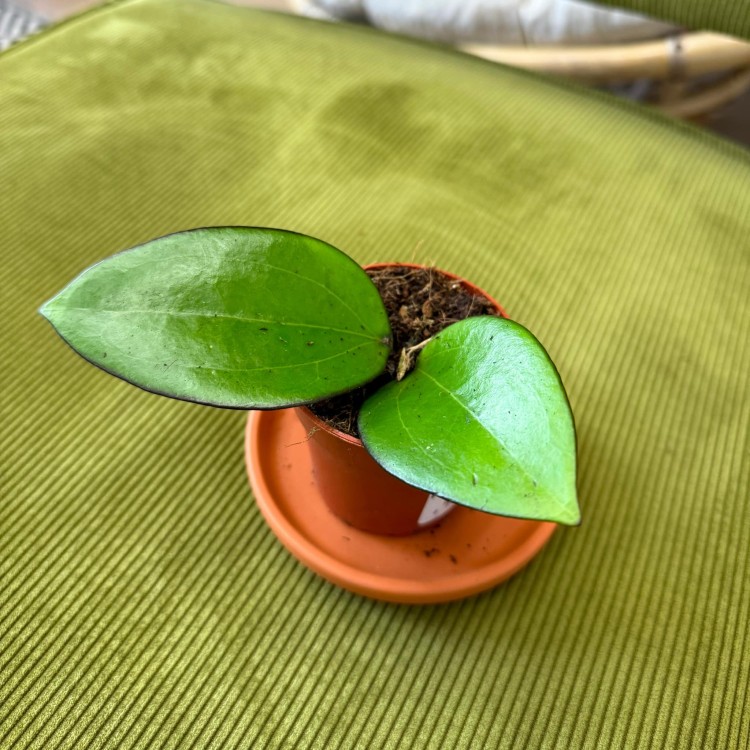 Hoya Bumijawa  (1).jpg