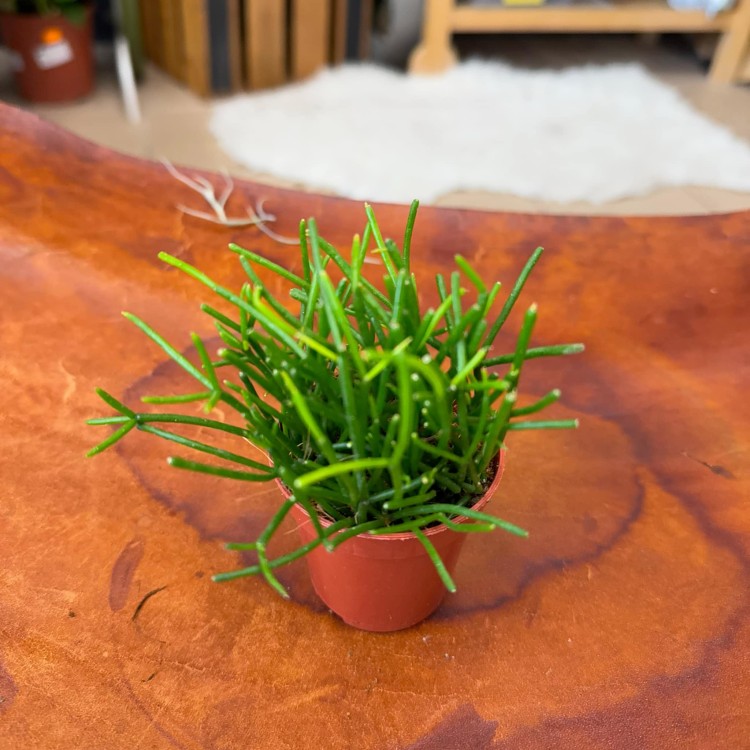 rhipsalisRhipsalis cassutha patycza (2).jpg