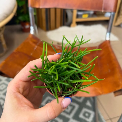 rhipsalisRhipsalis cassutha patycza (3).jpg