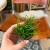 rhipsalisRhipsalis cassutha patycza (3).jpg