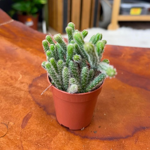 Rhipsalis ewaldiana (14).jpg